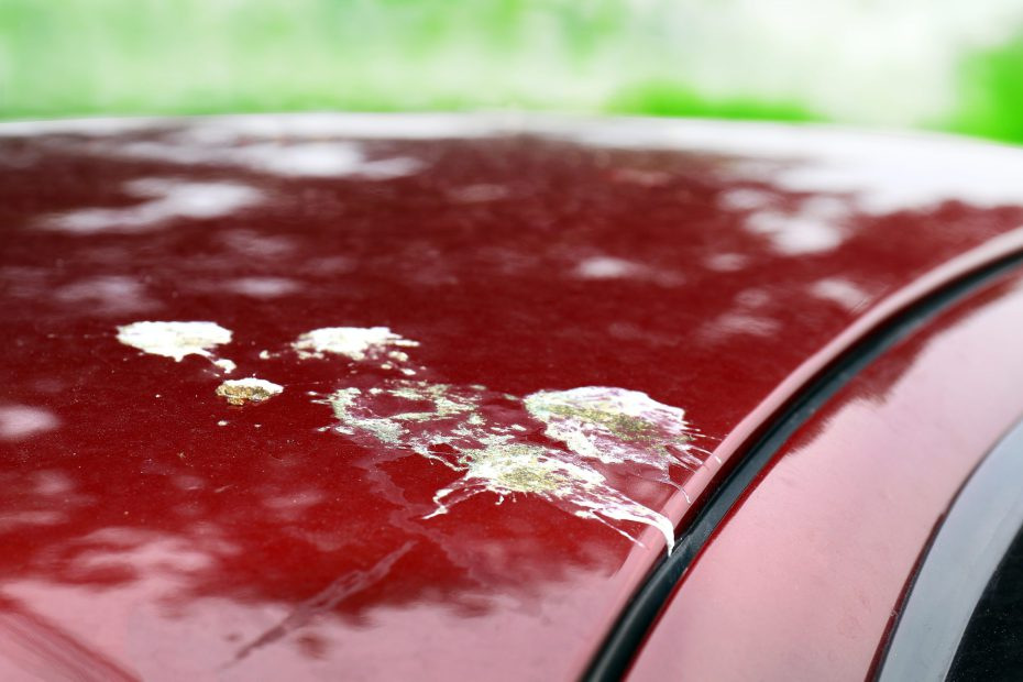 Lintujen jätökset autossa: Näin poistat ilman maalivaurioita